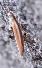 Pleurota aristella