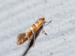 Cameraria ostryarella