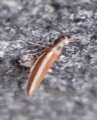 Pleurota aristella