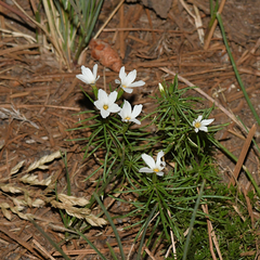 Leptosiphon floribundus