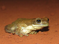 Trachycephalus typhonius