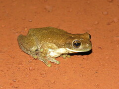 Trachycephalus typhonius