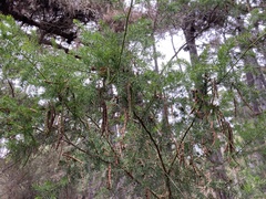 Acacia verticillata