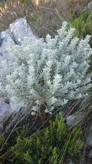 Xiphotheca fruticosa