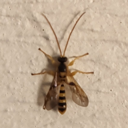 Colpotrochia texana