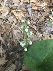 Pyrola americana
