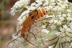 Chauliognathus discus