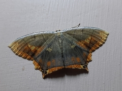 Thinopteryx nebulosa