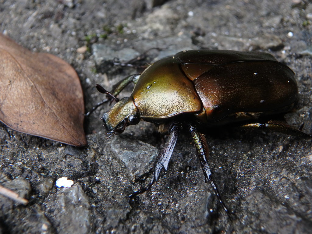 Japanese Drone Beetle