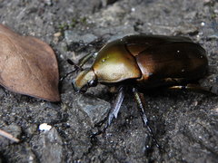 Pseudotorynorrhina japonica