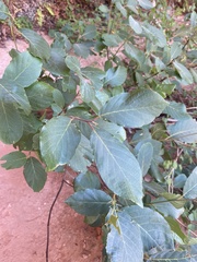 Frangula betulifolia