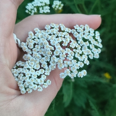 Achillea
