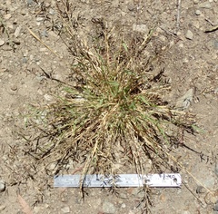 Eragrostis virescens