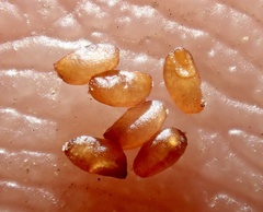 Eragrostis virescens