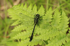 Hylogomphus adelphus