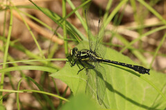 Hylogomphus adelphus