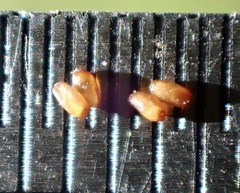 Eragrostis virescens