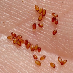 Eragrostis virescens