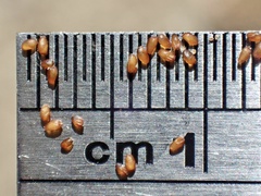 Eragrostis virescens