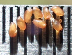 Eragrostis virescens