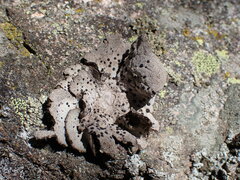 Umbilicaria virginis