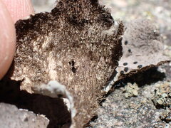 Umbilicaria virginis