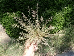 Eragrostis virescens