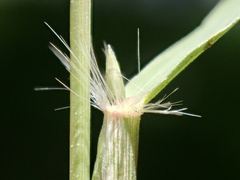 Eragrostis virescens