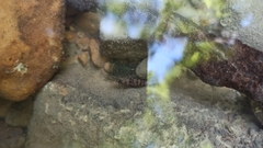 Atyaephyra desmarestii