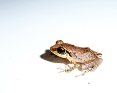 Eleutherodactylus johnstonei