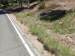 Eragrostis virescens