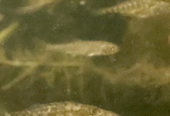 Oregonichthys crameri