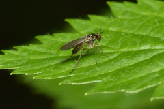 Rhaphium