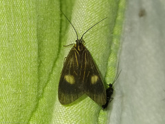 Dioptinae