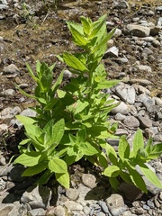Erythranthe cardinalis