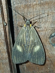 Dioptinae