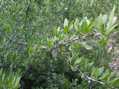 Forestiera pubescens pubescens