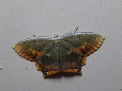 Thinopteryx nebulosa