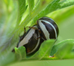 Zygogramma suturalis
