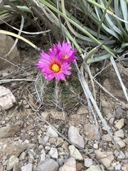 Thelocactus bicolor