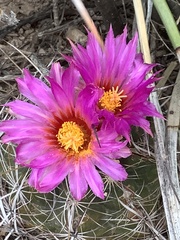 Thelocactus bicolor