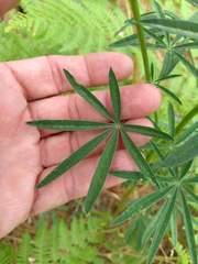 Lupinus hyacinthinus