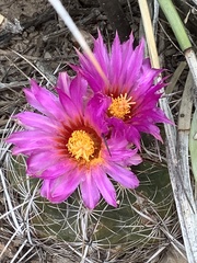 Thelocactus bicolor