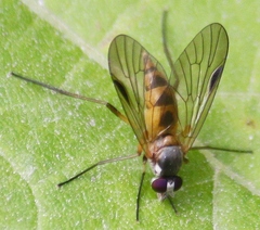Rhagio lineola