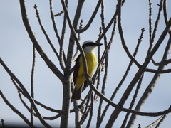 Pitangus sulphuratus