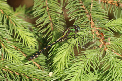 Ophiogomphus carolus