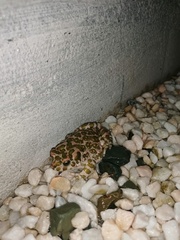 Bufotes viridis viridis