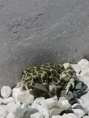 Bufotes viridis viridis