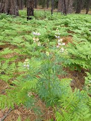 Lupinus hyacinthinus
