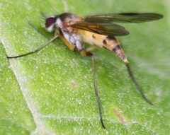 Rhagio lineola